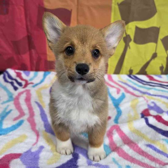 Pembroke Welsh Corgi