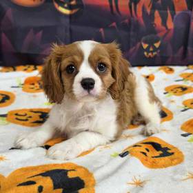 Cavalier King Charles Spaniel