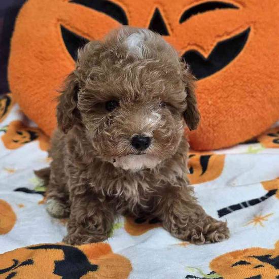 Maltipoo