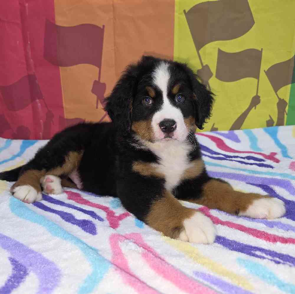 Male Bernese Mountain Dog Puppy for Sale in Virginia Beach, VA