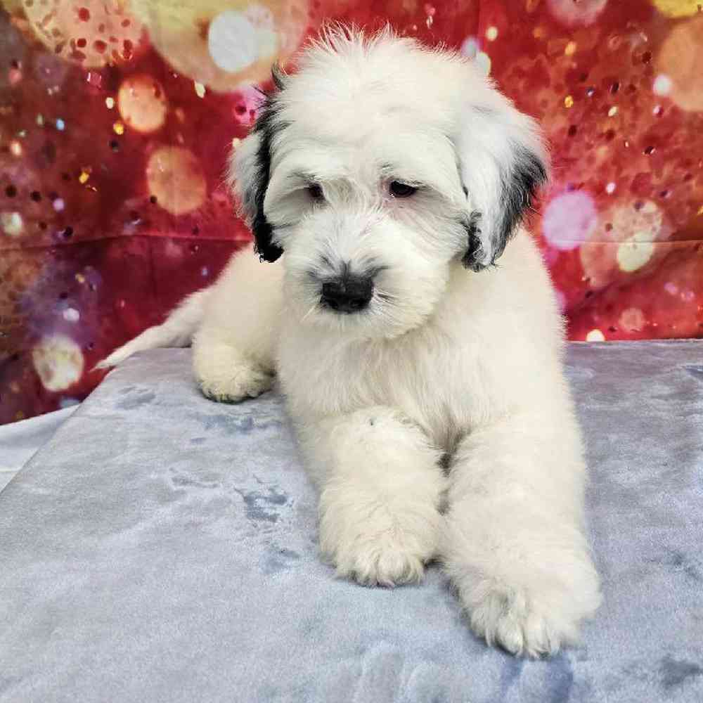 Male Portuguese Water Dog Puppy for Sale in Virginia Beach, VA