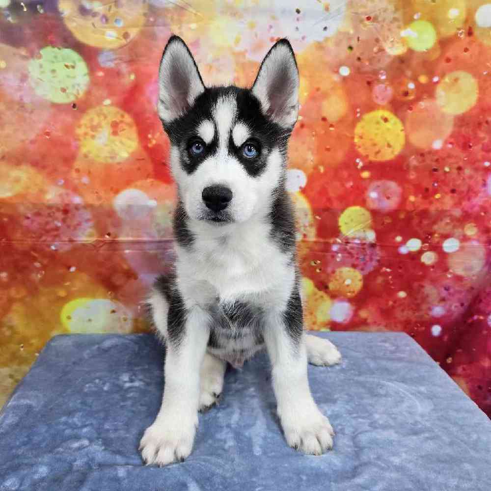 Male Siberian Husky Puppy for Sale in Virginia Beach, VA
