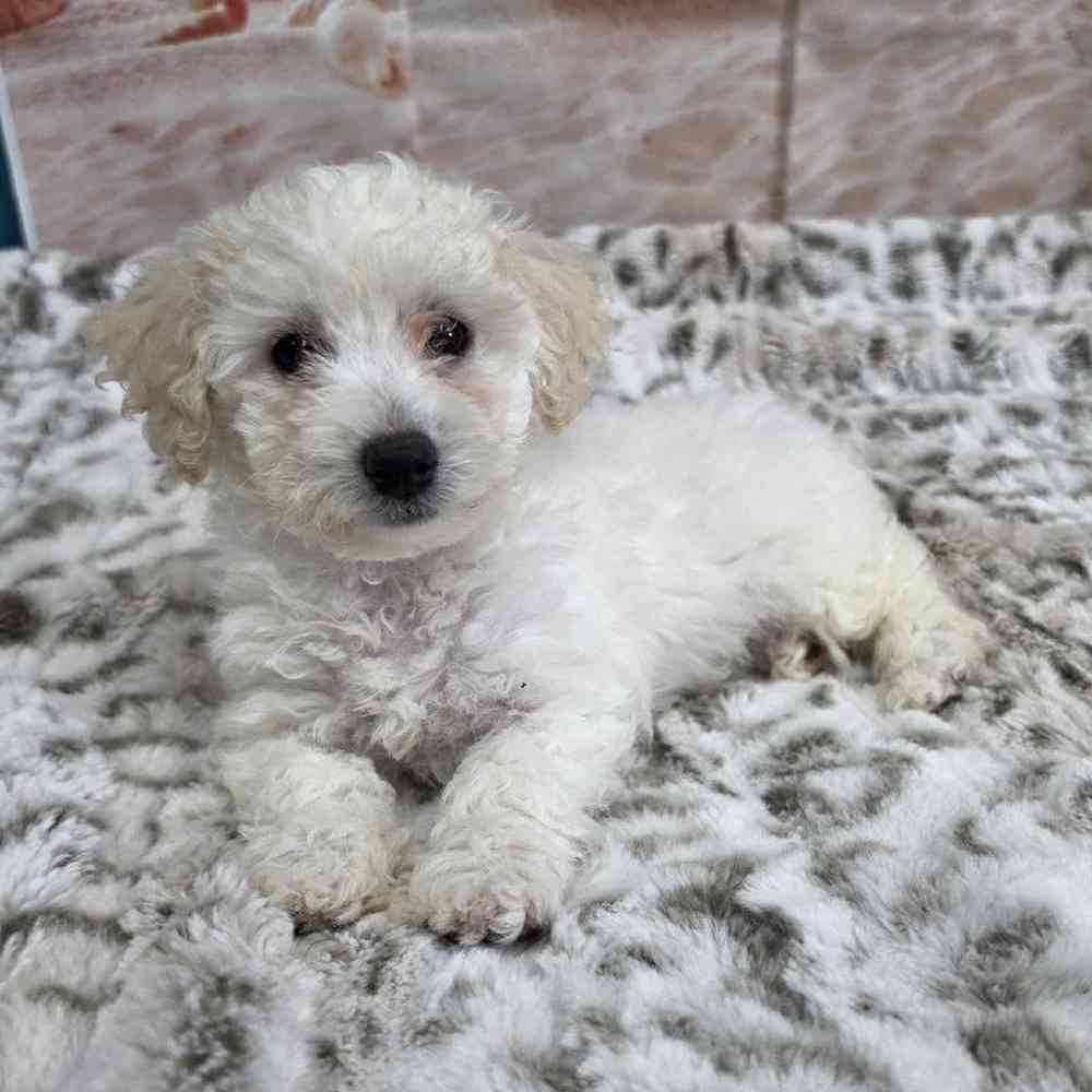 Image of a pet breed in the gallery