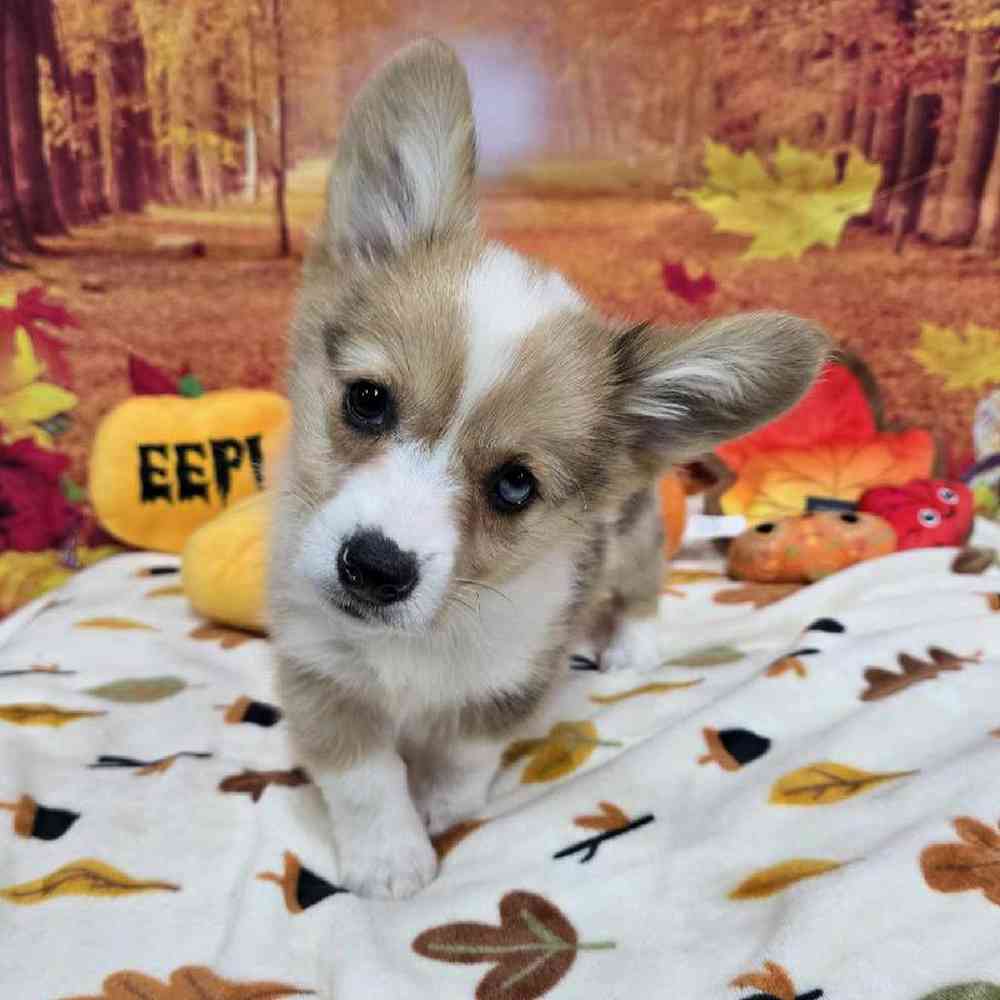 Male Pembroke Welsh Corgi Puppy for Sale in Virginia Beach, VA