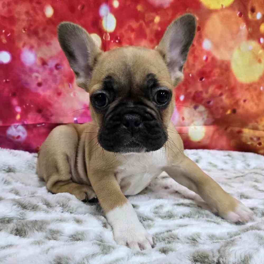 Male French Bulldog Puppy for Sale in Virginia Beach, VA