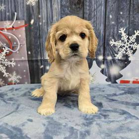 Cocker Spaniel