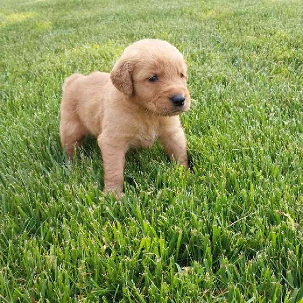 Male Golden Retriever Puppy for Sale in Virginia Beach, VA