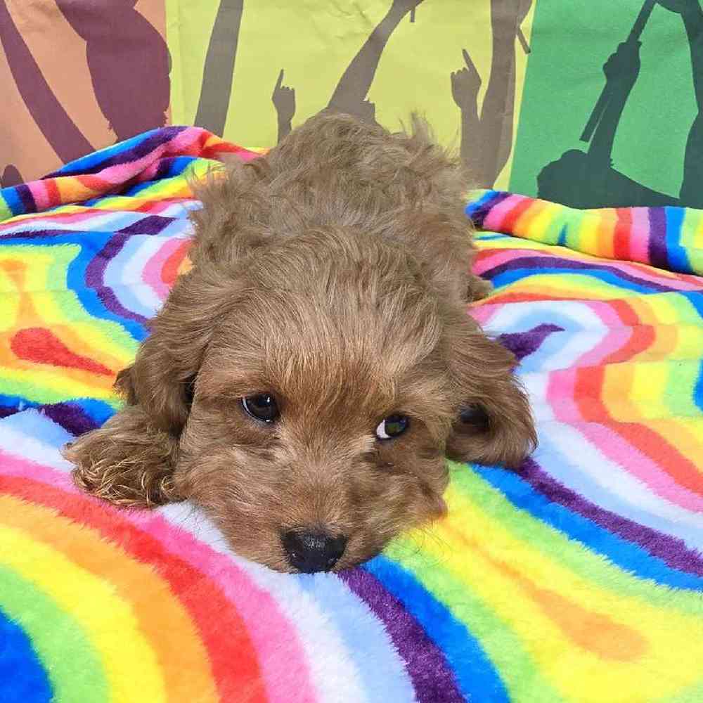 Male Cavapoo Puppy for Sale in Virginia Beach, VA