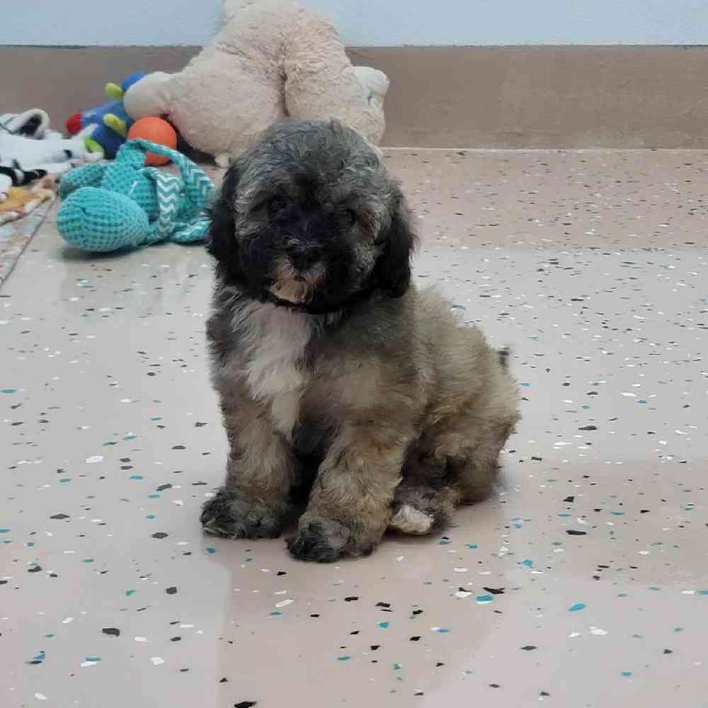 Female Bichonpoo Puppy for Sale in Virginia Beach, VA