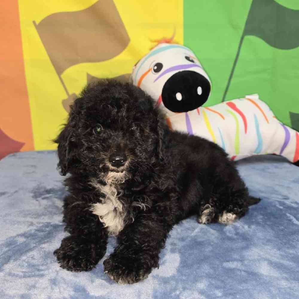 Female Bichonpoo Puppy for Sale in Virginia Beach, VA