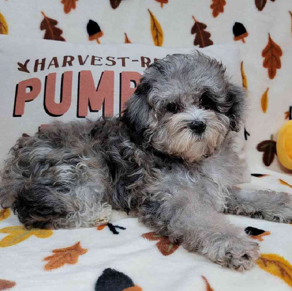 Female Maltipoo Puppy for sale