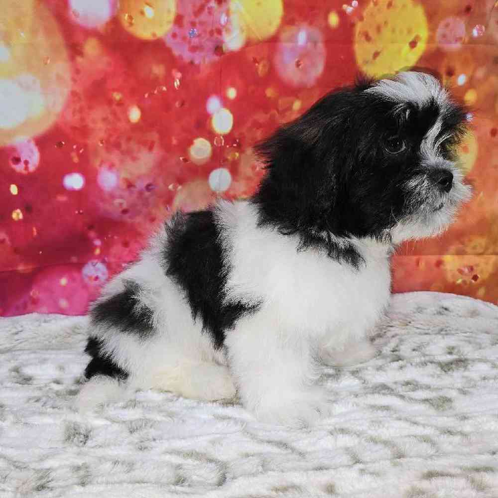 Male Malshi Puppy for Sale in Virginia Beach, VA