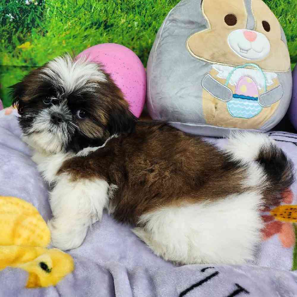 Male Shih Tzu Puppy for Sale in Virginia Beach, VA