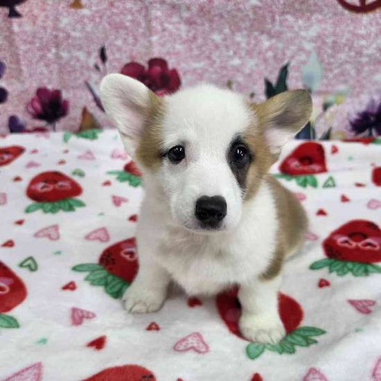 Pembroke Welsh Corgi