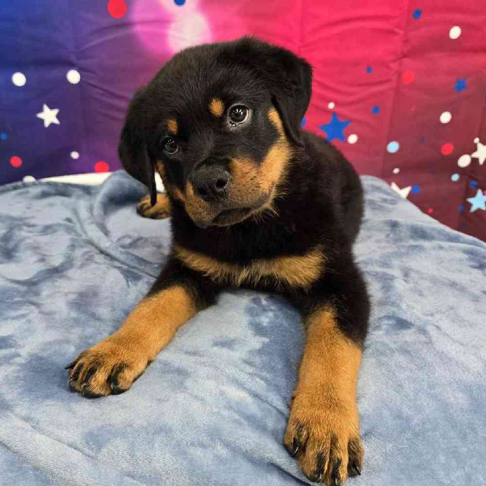 Male Rottweiler Puppy for Sale in Virginia Beach, VA