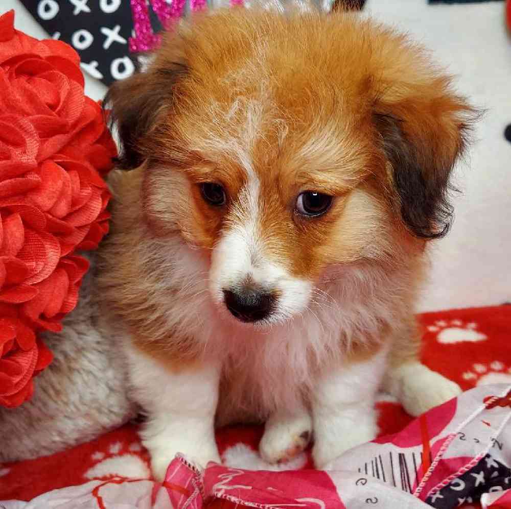 Male Toy Aussiedoodle Puppy for sale