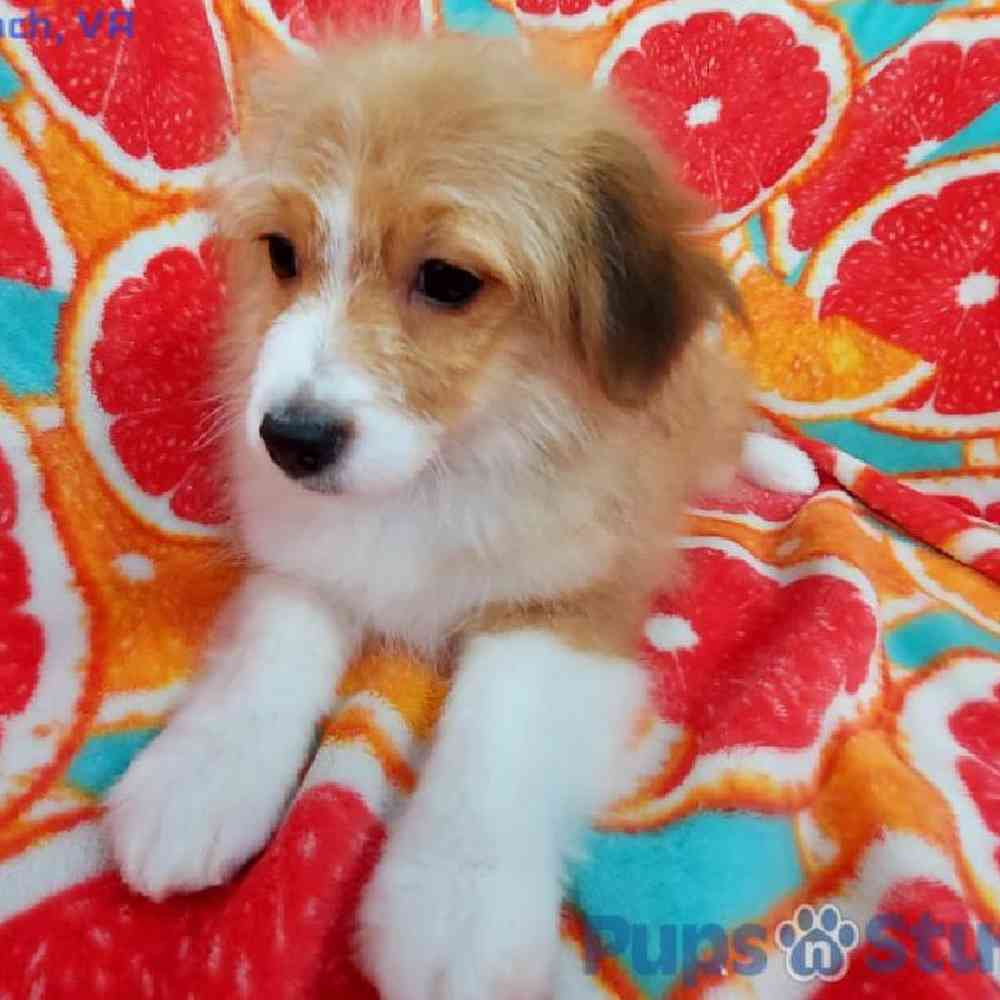 Male Toy Aussiedoodle Puppy for sale