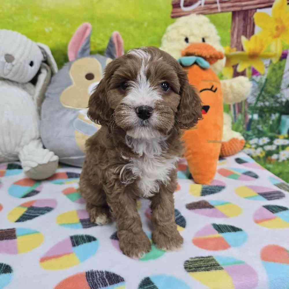 Male Cavapoo Puppy for Sale in Virginia Beach, VA
