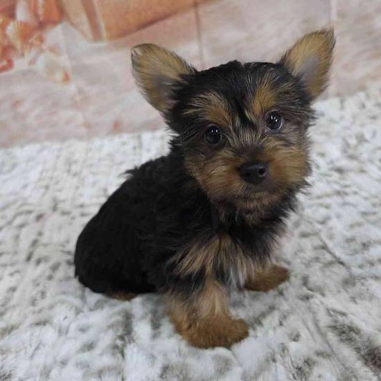 Yorkie