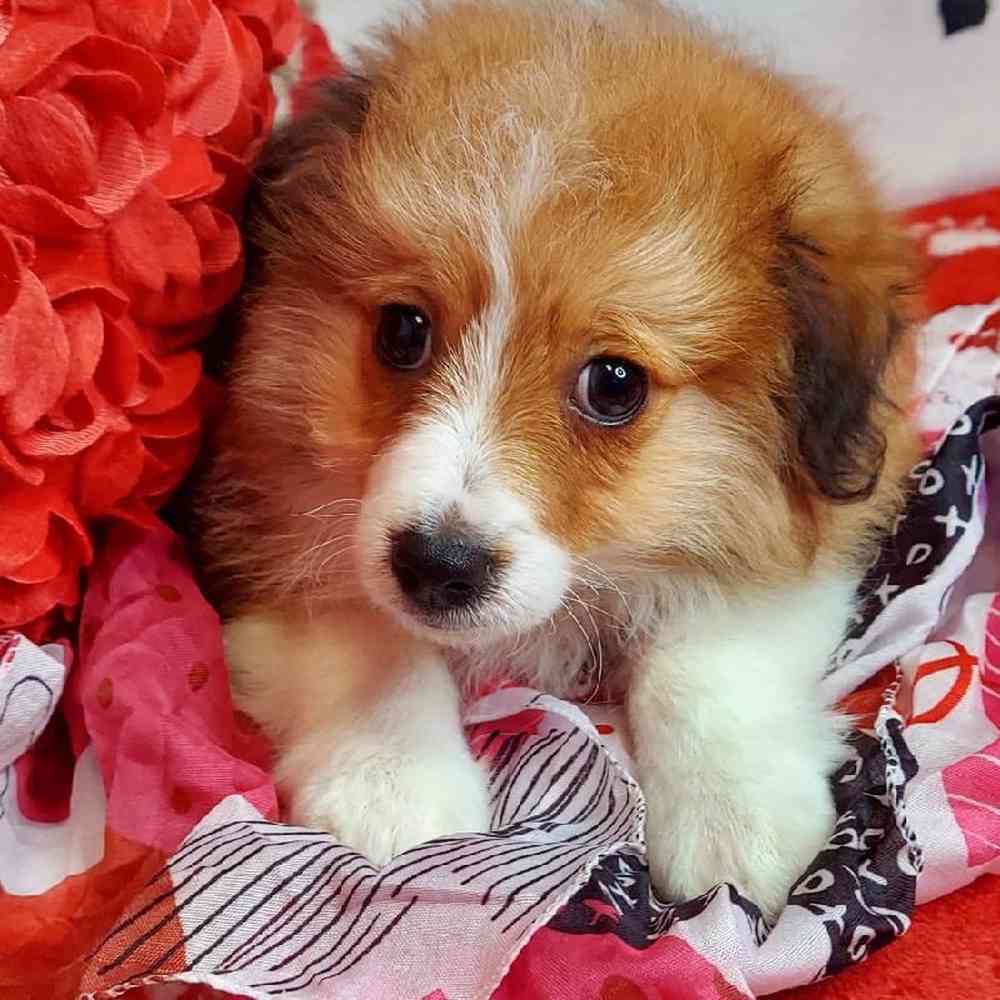 Male Toy Aussiedoodle Puppy for sale