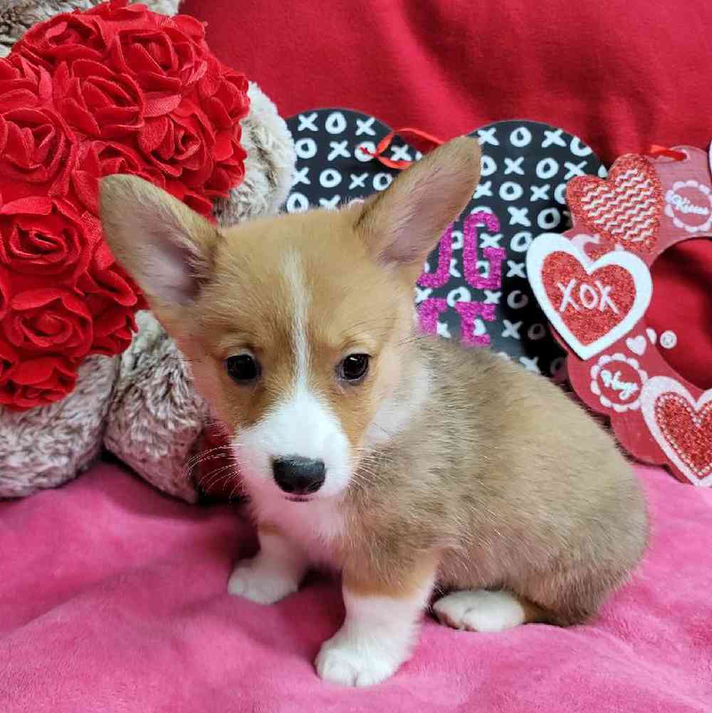 Female Pembroke Welsh Corgi Puppy for Sale in Virginia Beach, VA