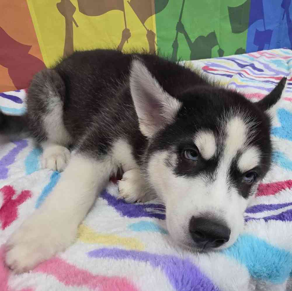 Male Siberian Husky Puppy for Sale in Virginia Beach, VA