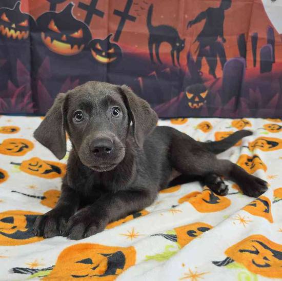 Labrador Retriever