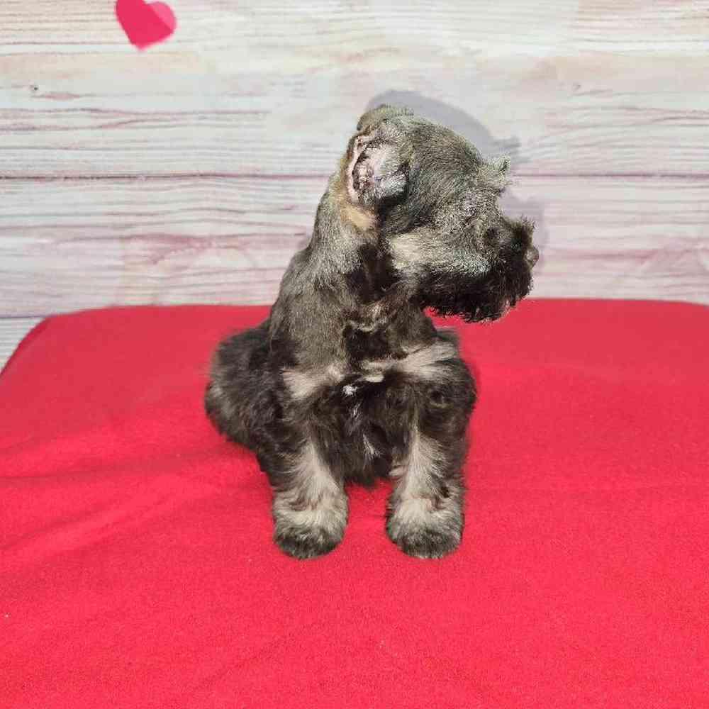 Female Mini Schnauzer Puppy for Sale in Virginia Beach, VA