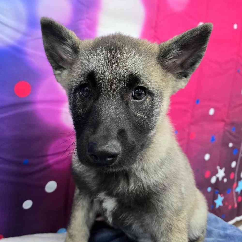 Male Norwegian Elkhound Puppy for Sale in Virginia Beach, VA