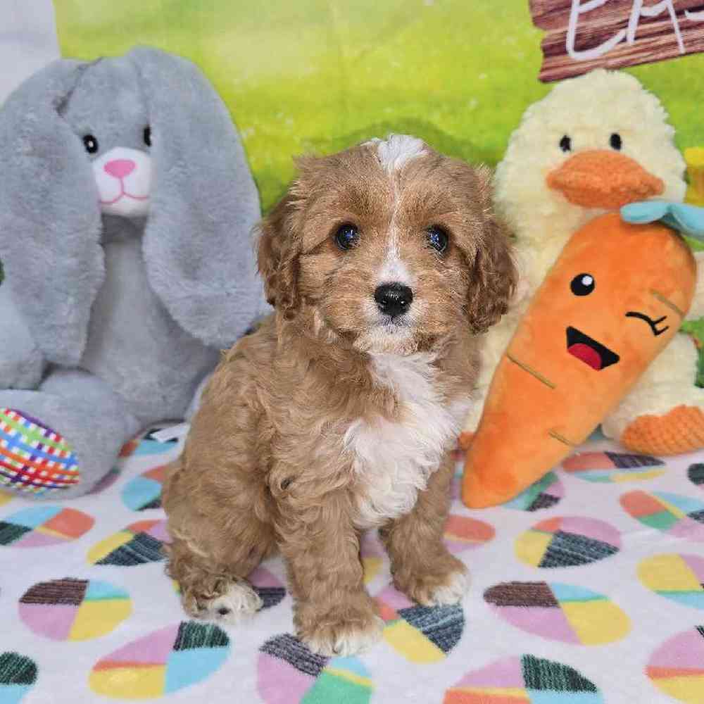 Female Cavapoo Puppy for Sale in Virginia Beach, VA