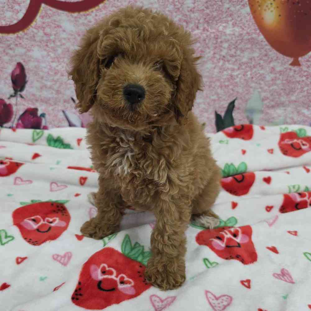 Female Mini Goldendoodle Puppy for Sale in Virginia Beach, VA