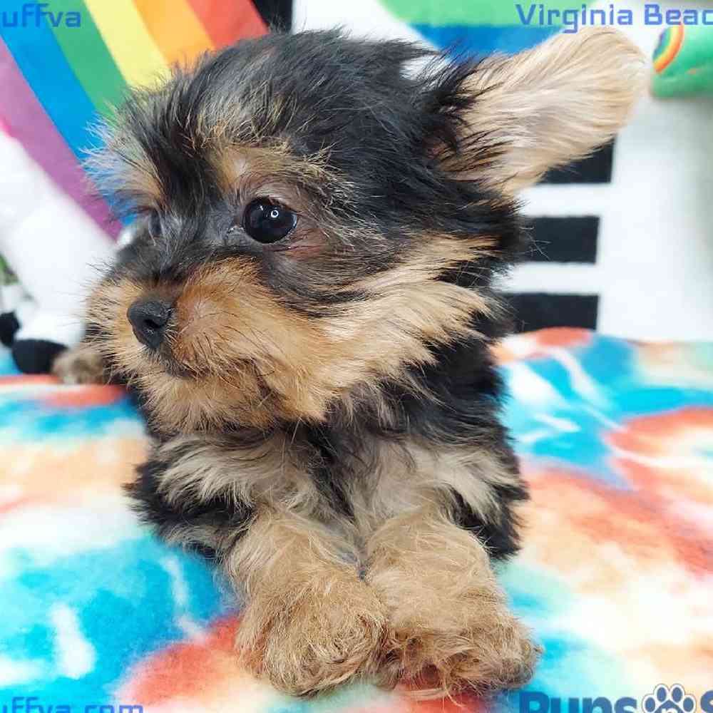 Male Yorkie Puppy for sale