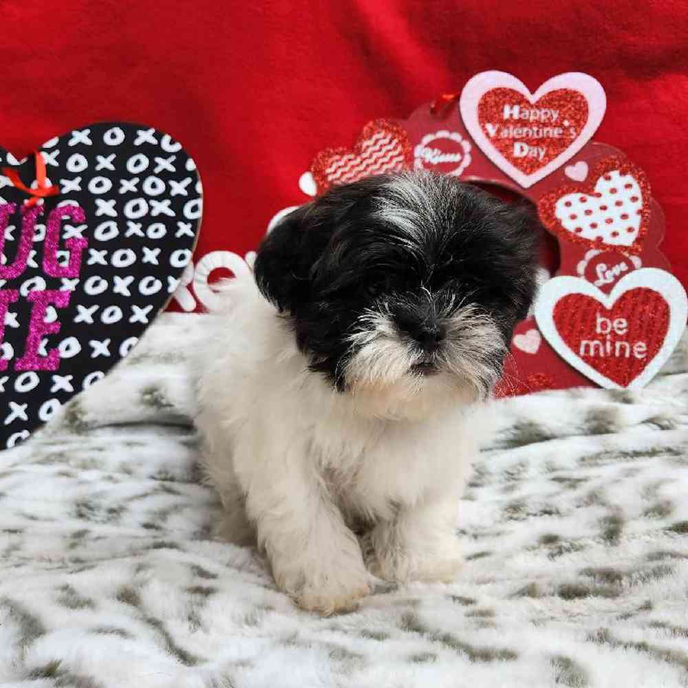 Male Shih Tzu Puppy for Sale in Virginia Beach, VA