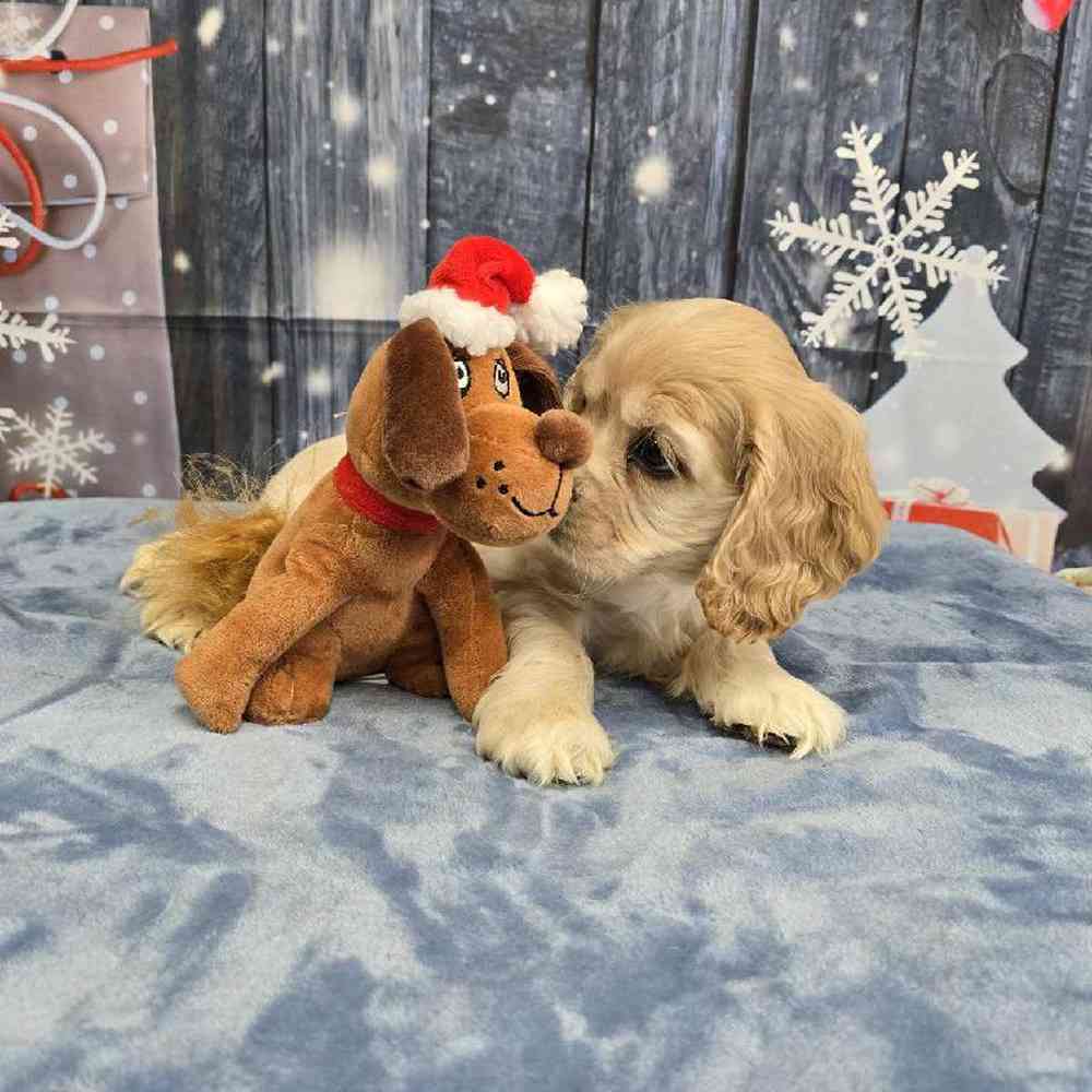Male Cocker Spaniel Puppy for Sale in Virginia Beach, VA