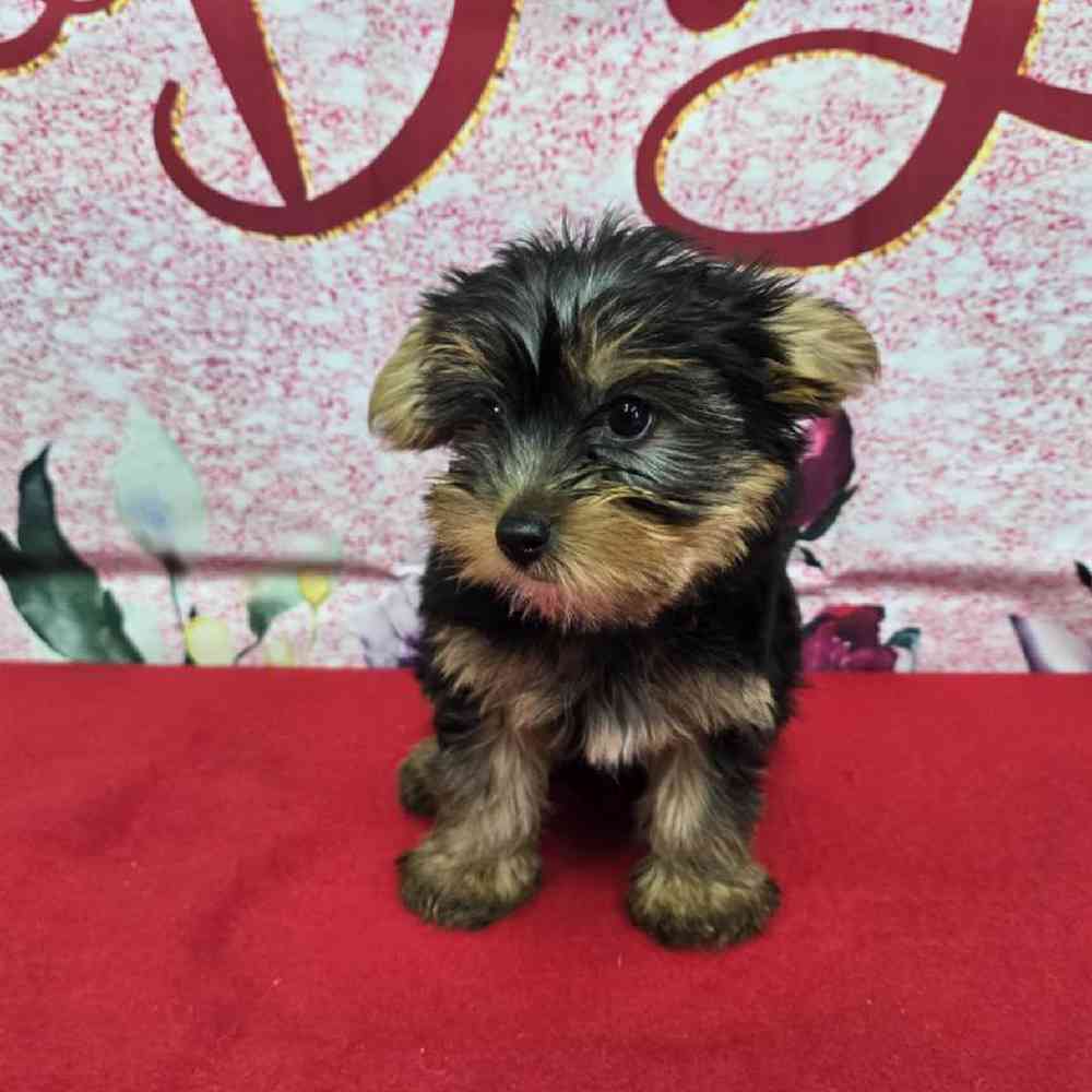 Female Yorkie Puppy for Sale in Virginia Beach, VA