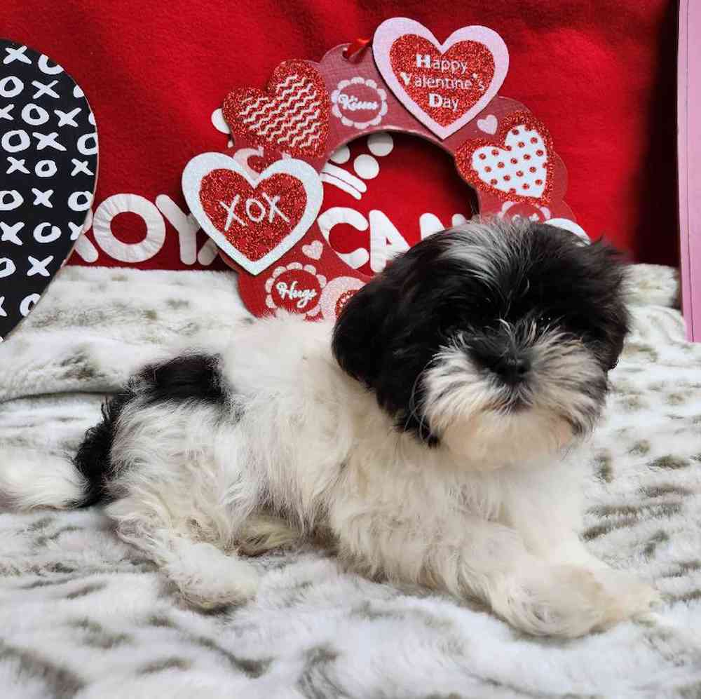 Male Shih Tzu Puppy for Sale in Virginia Beach, VA