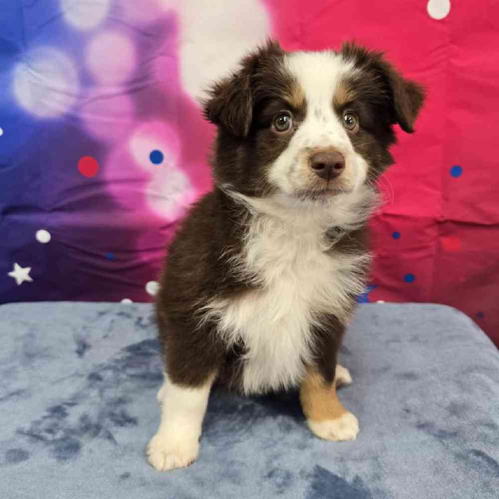 Female Mini Aussie Puppy for Sale in Virginia Beach, VA