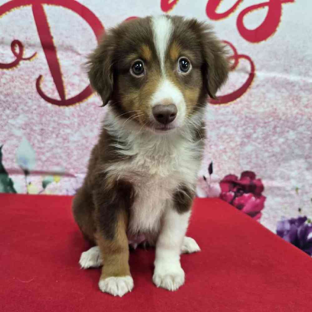 Female Mini Aussie Puppy for Sale in Virginia Beach, VA