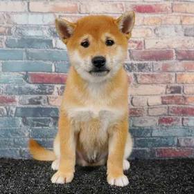 Shiba Inu