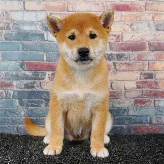 Shiba Inu