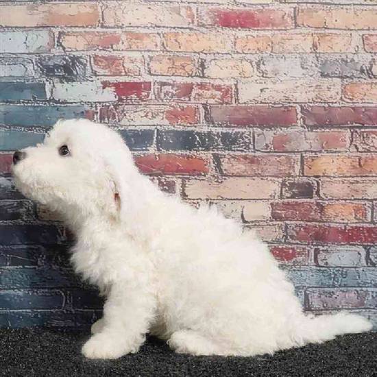 Bichon