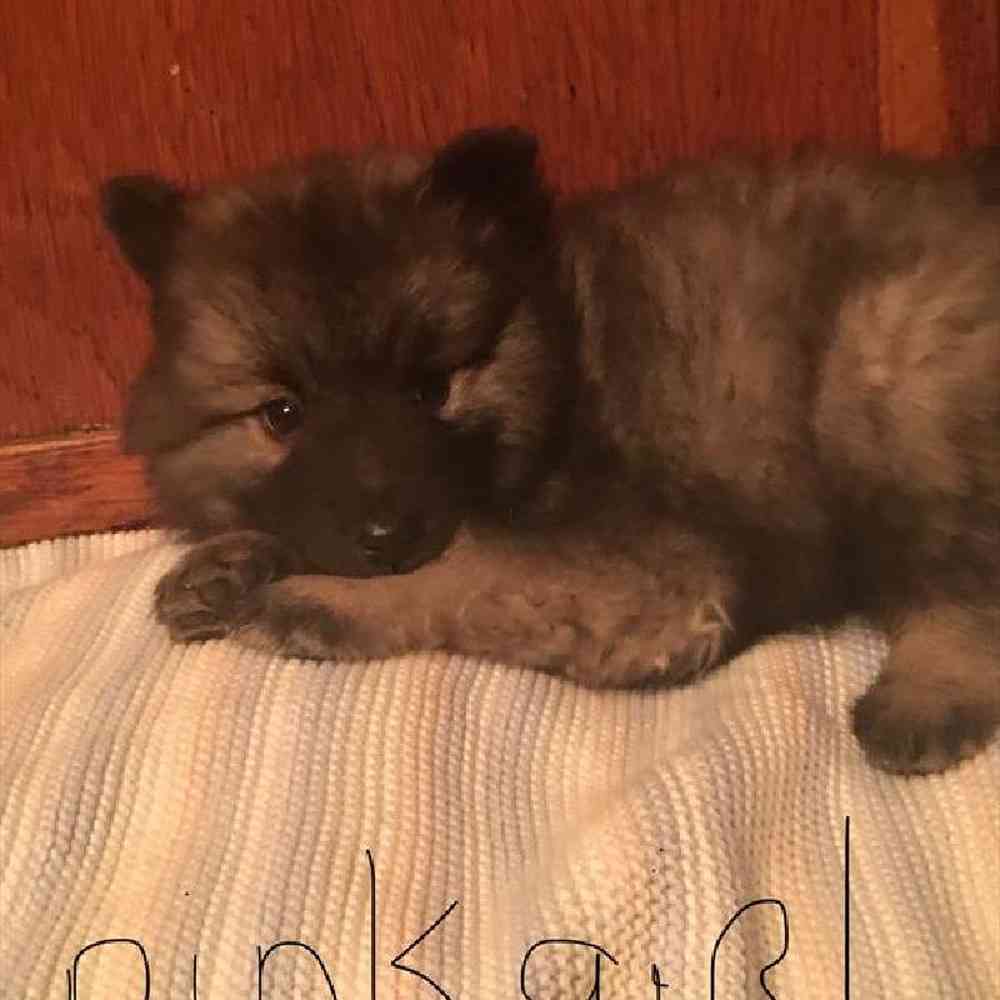 Keeshond chow mix puppies for best sale sale