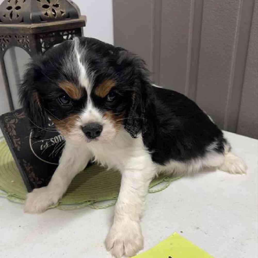 Male Cavalier King Charles Spaniel Puppy for Sale in Virginia Beach, VA