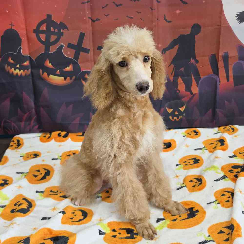 Female Poodle Puppy for Sale in Virginia Beach, VA