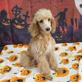 Poodle