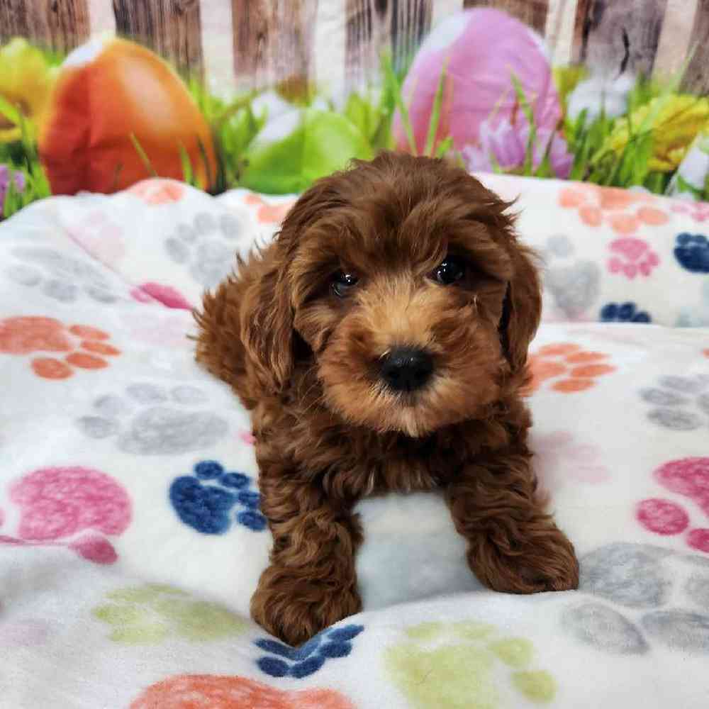 Female Mini Goldendoodle Puppy for Sale in Virginia Beach, VA