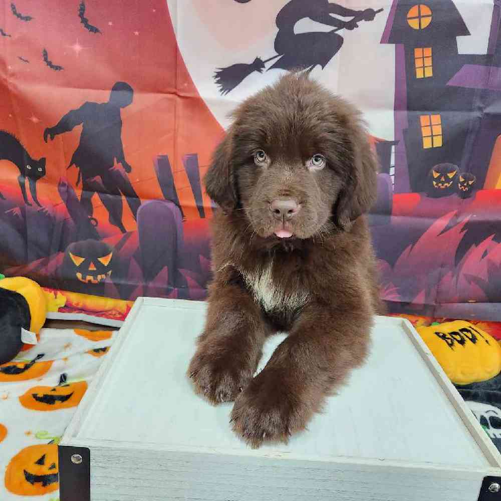 Male Newfoundland Puppy for Sale in Virginia Beach, VA