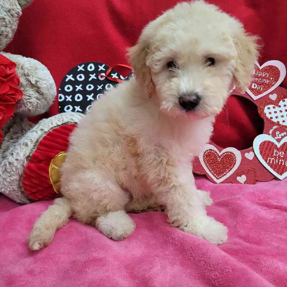 Female Mini Sheepadoodle Puppy for Sale in Virginia Beach, VA