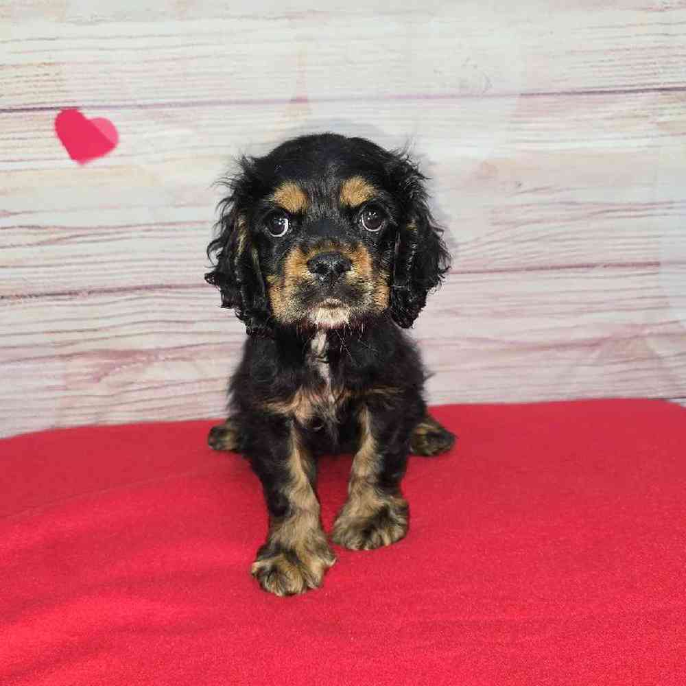 Male Cocker Spaniel Puppy for Sale in Virginia Beach, VA