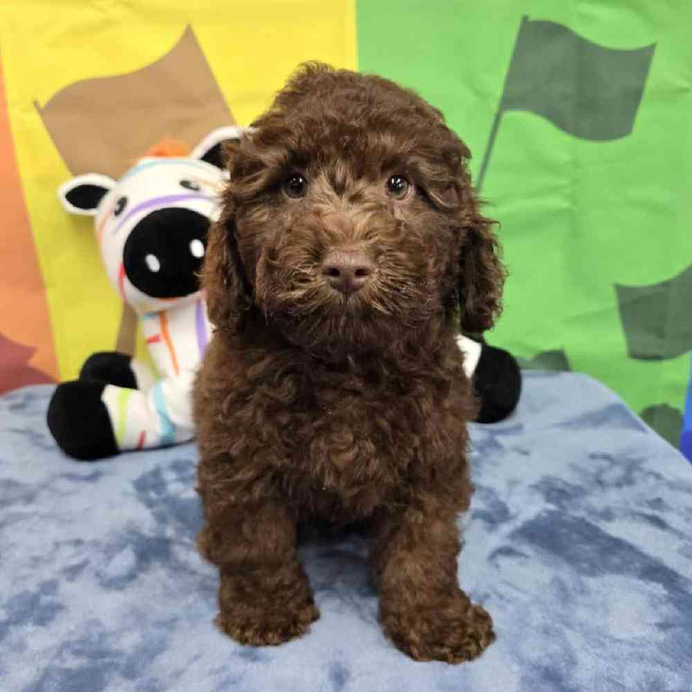 Male Poodle Puppy for Sale in Virginia Beach, VA